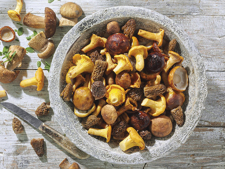 Feine Wildpilz-Auslese